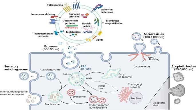 <p>Mechanisms of extracellular vesicle (EV) biogenesis and EV components.</p>