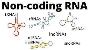 non coding RNA picture