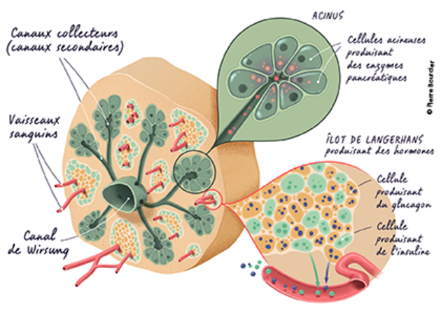 Illustration anatomique du pancréas