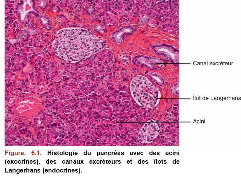 Image microscopique du tissu pancréatique