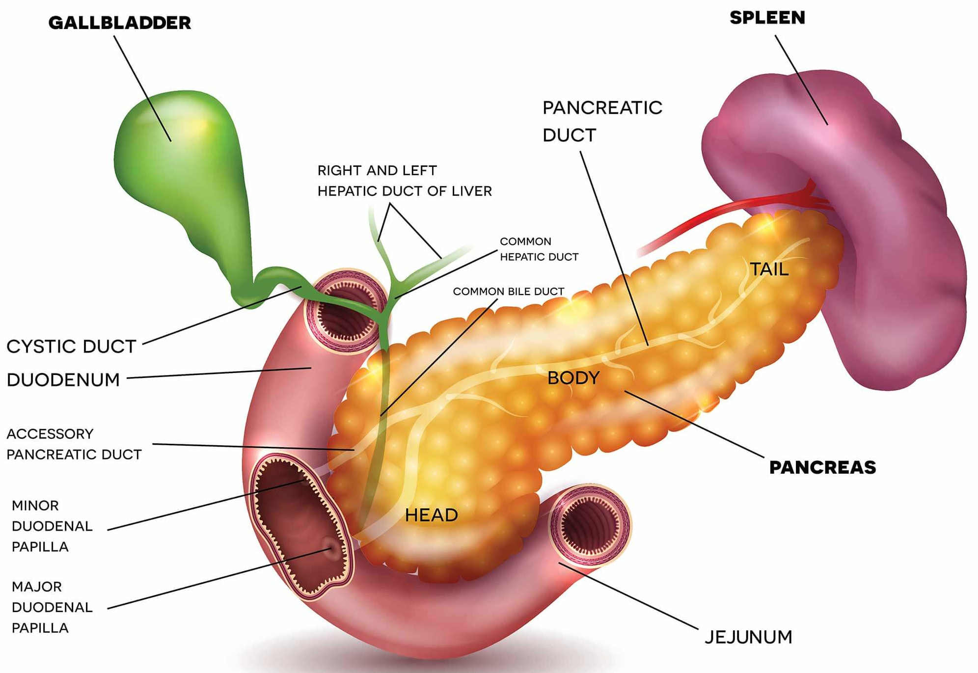 pancreas_picture